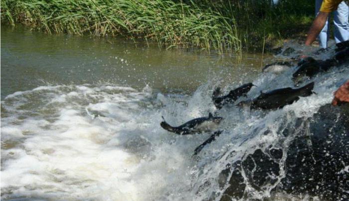 усть илимское водохранилище