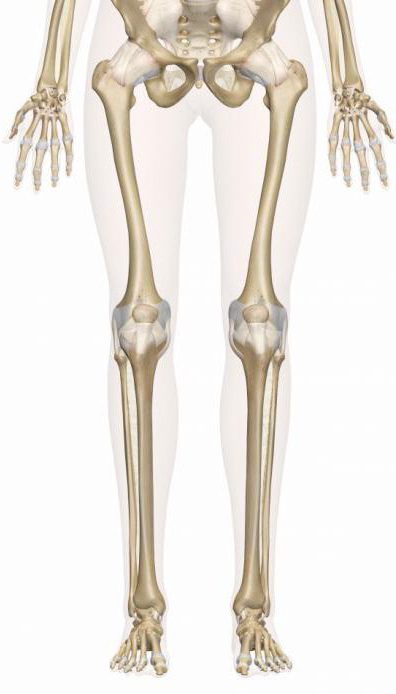 виды костей скелета