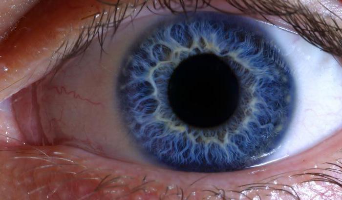 функции сетчатки глаза человека