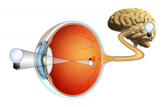 Строение и функции сетчатки глаза