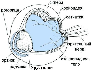 Функции хрусталика глаза