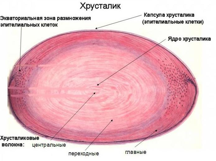 функция хрусталика глаза человека