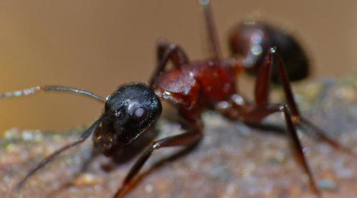 интересные факты о муравьях для детей 