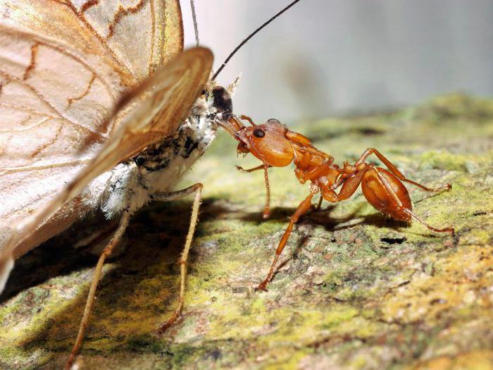 самые интересные факты о муравьях 