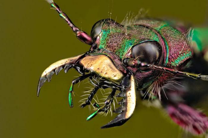 внешнее строение тела насекомых