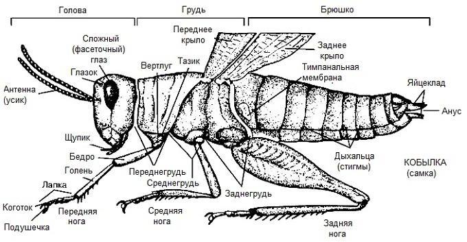 внешнее строение насекомых