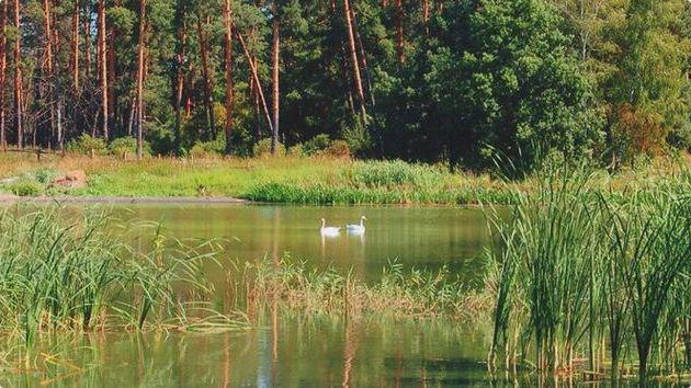 разнообразие природы воронежского края