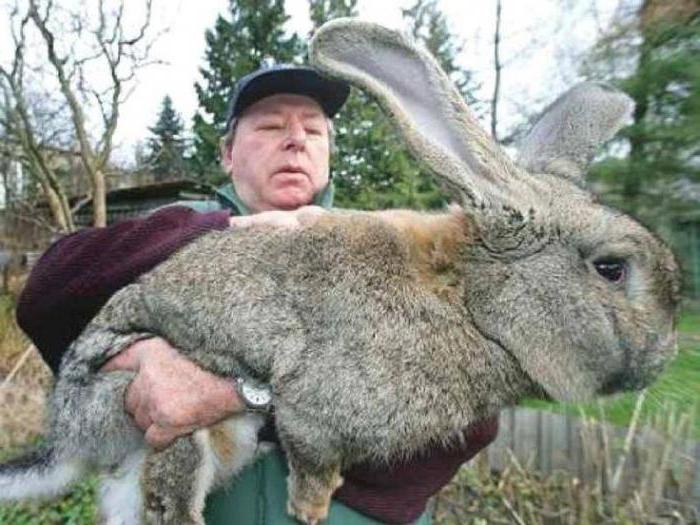вес самого большого кролика