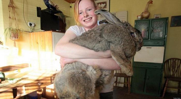 самый большой кролик в мире
