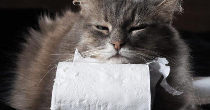 что давать коту от поноса