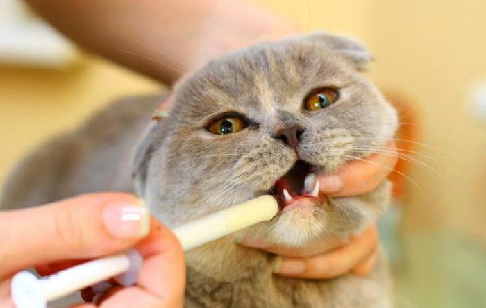 что дать коту от поноса в домашних