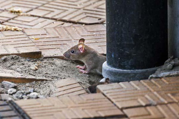 уничтожение крыс в домах 