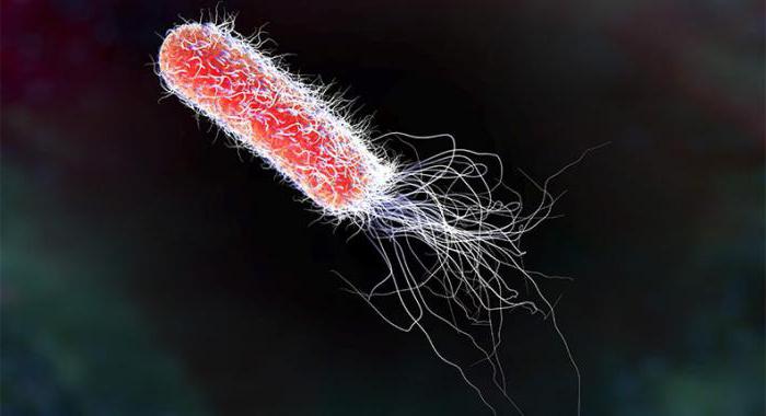 E. coli – что это такое? Виды, симптомы и лечение