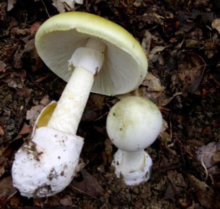 Самый ядовитый гриб в мире 