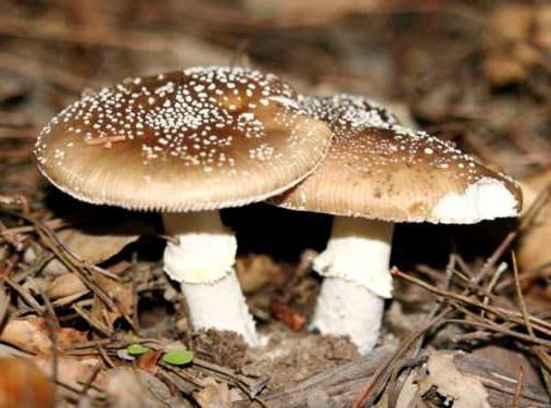 признаки ядовитых грибов 