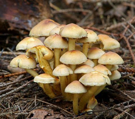 как отличить ядовитые грибы 