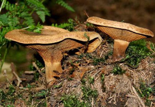 ядовитые грибы название описание 