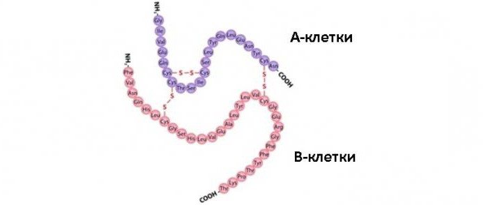 инсулин в крови