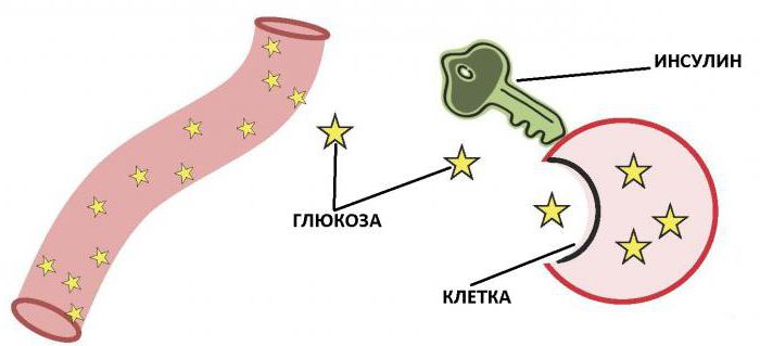 инсулин норма