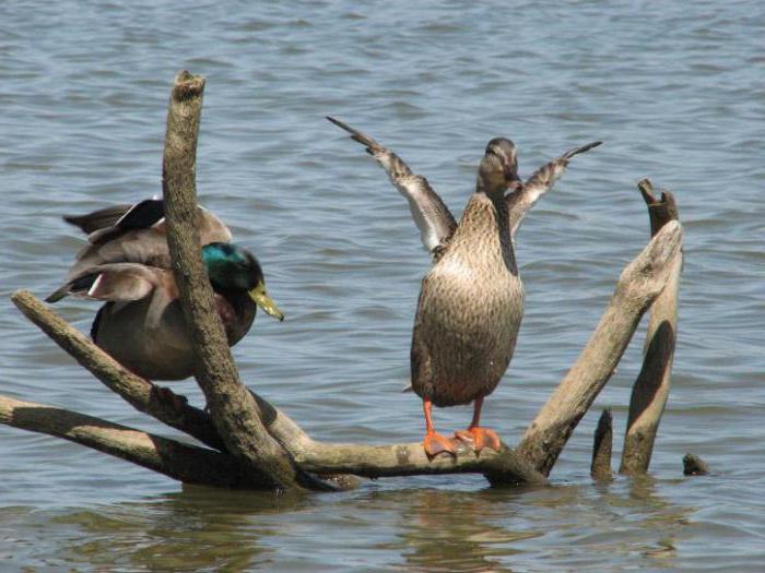 Что едят утки в пруду