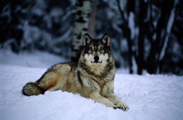 серый волк
