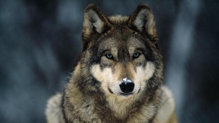 самый большой волк в мире