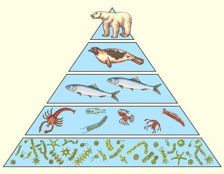 какая экологическая пирамида