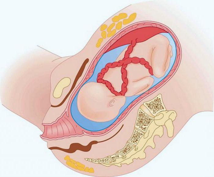 32 неделя беременности что происходит фото 