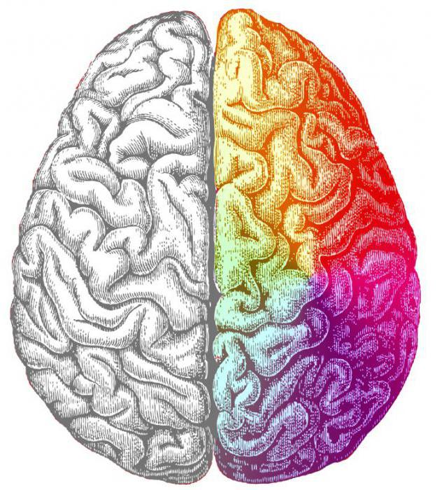 левое полушарие мозга