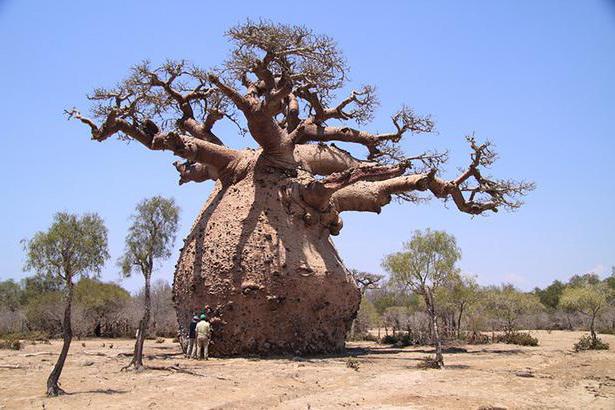 Где растет баобаб дерево