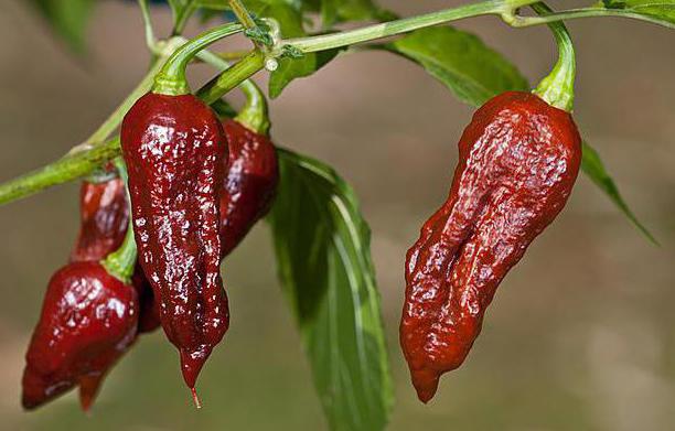 bhut jolokia