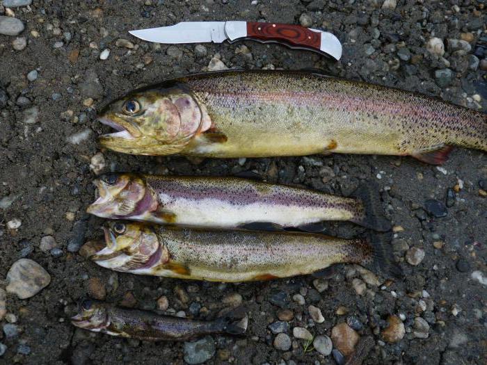 Где водится форель в Московской области