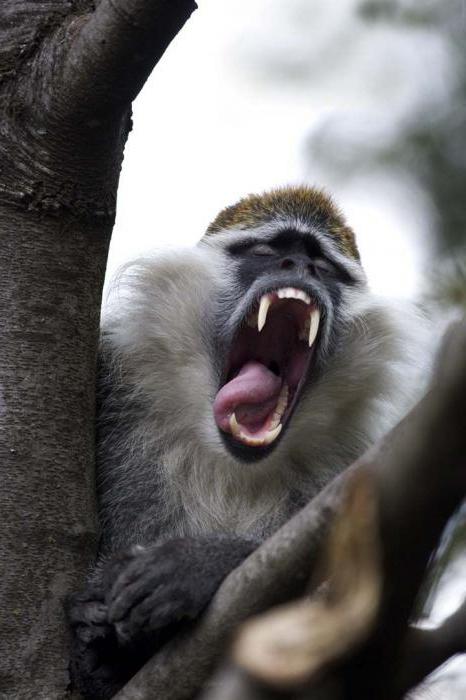 где живут обезьяны в джунглях