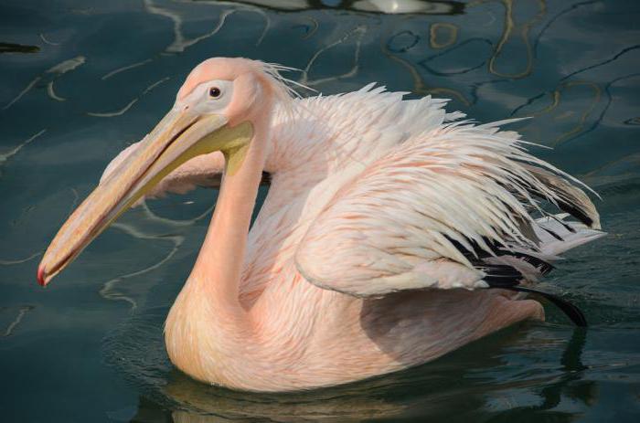 где живет розовый пеликан