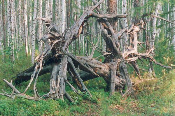 в каком году и где упал тунгусский метеорит