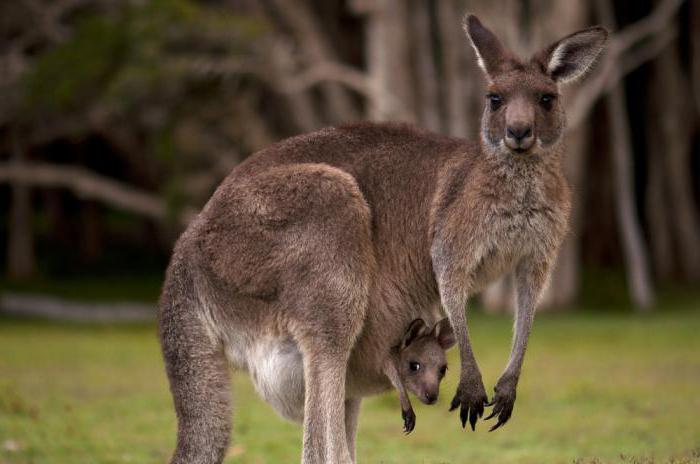 Размножение кенгуру в дикой природе