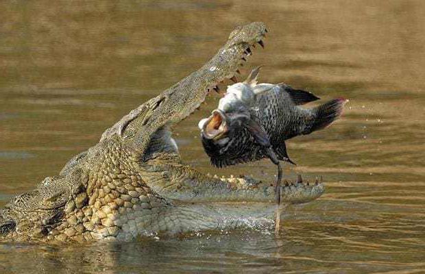 интересные факты про крокодилов