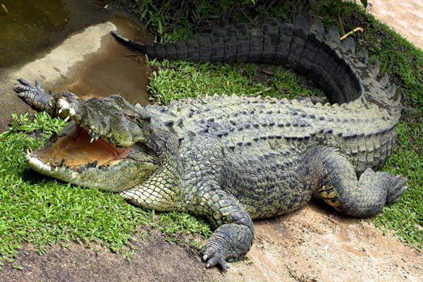интересные факты из жизни крокодилов