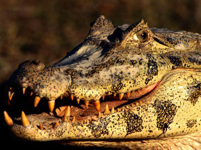 самые интересные факты о крокодилах