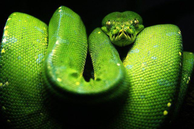 интересные факты о змеях для детей 
