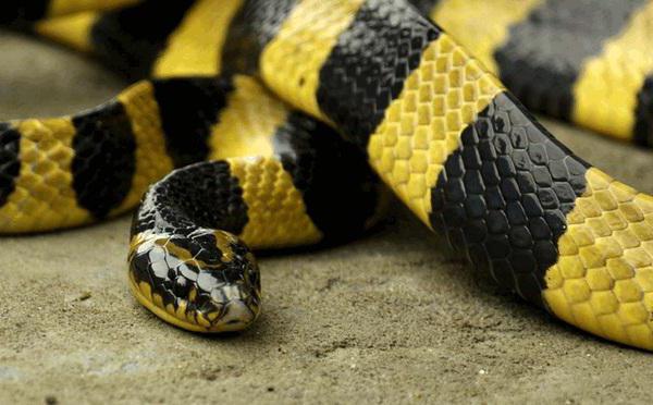 интересные факты о ядовитых змеях