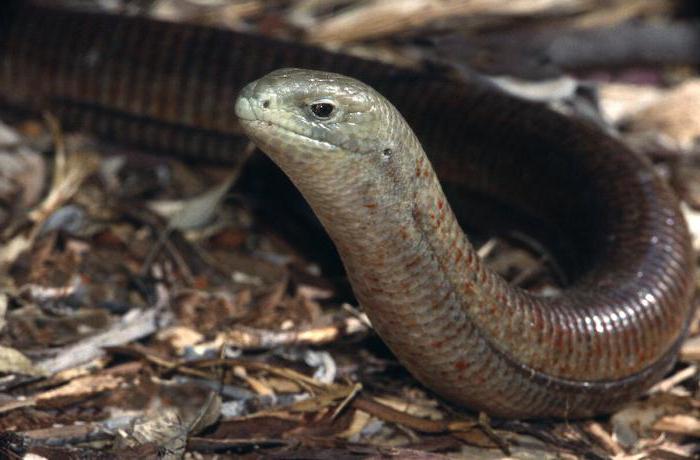 интересные факты о змеях