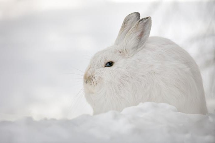 как зимуют зайцы в лесу