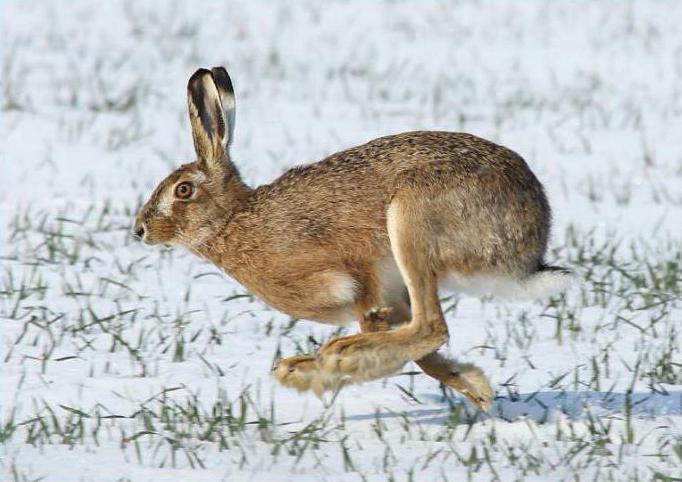 как зимуют зайцы в лесу зимой