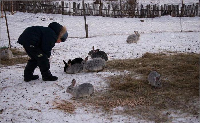 сколько раз в день кормить кроликов зимой