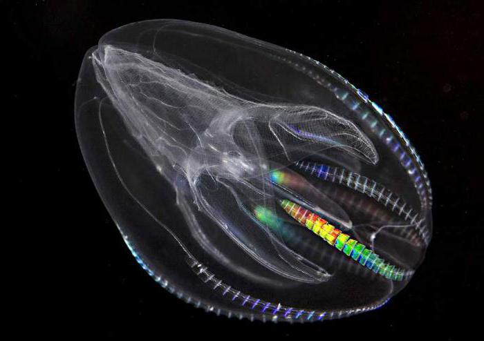  чем питаются сцифоидные медузы