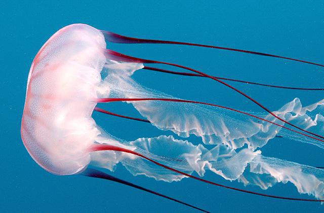 чем питаются медузы в черном море