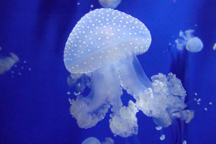 чем питаются медузы в аквариуме