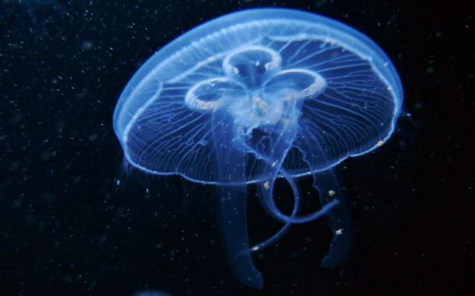 чем питаются морские медузы