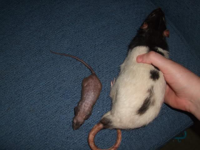 сравнение мыши и крысы